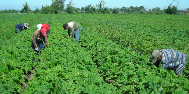 211013 trabajo en el campo